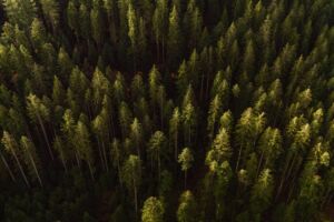 Waldbaden für Einsteiger - Wellness für die Sinne