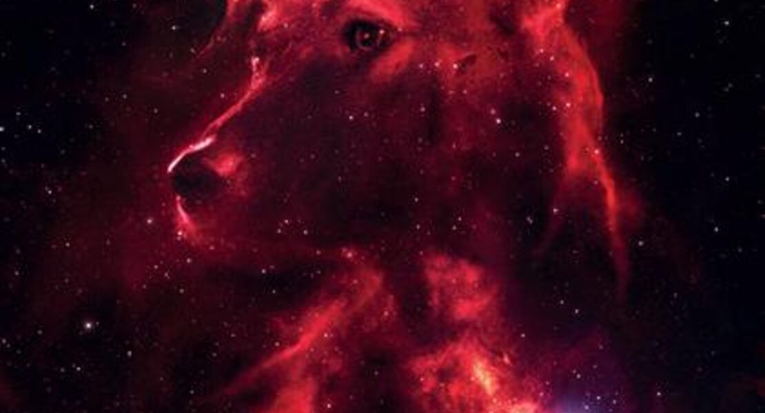 space-dogs