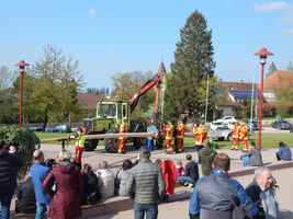 Maibaumstellen und Maibaumfest