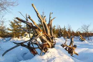 Überleben im Winter