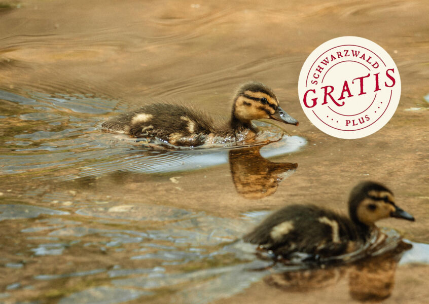 naturerlebniswanderung-zum-idyllischen-sankenbachsee