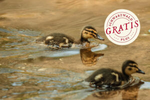 Naturerlebniswanderung zum idyllischen Sankenbachsee