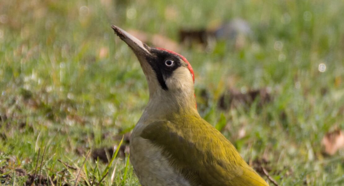 vogelkundliche-fuhrung-i-talwiesenschanke