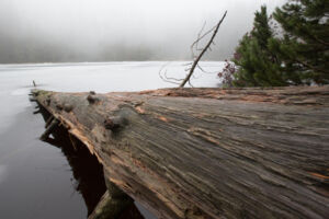 Wildes Land - Die Rückkehr der Natur