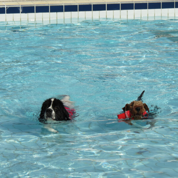 hundeschwimmen