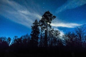 Der Wald bei Nacht