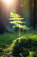 2. Globetrotter Wandertage Schwarzwald: Wanderung für Blinde und Sehbehinderte
