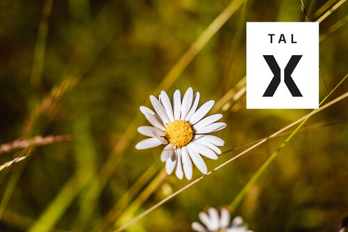ballett-im-tal-x