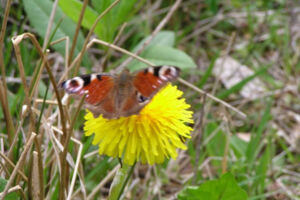 Abendspaziergang zu den wilden Kräutern