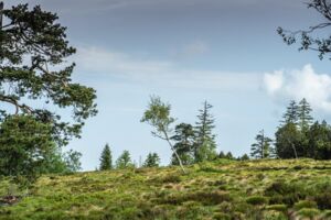 Pilgertage: Berge, Bäume, starke Orte
