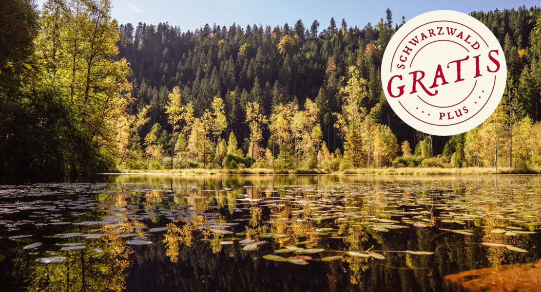 naturerlebniswanderung-zum-idyllischen-ellbachsee