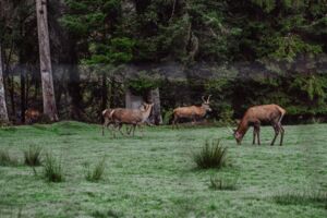 Bewirtung am Vatertag im Sankenbach