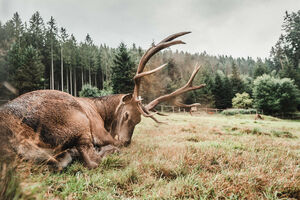 Rotwildfütterung im Sankenbachtal