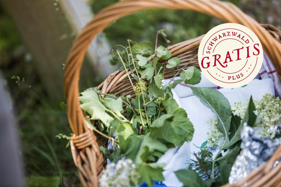 wildkrauter-spannend-lecker-und-sinnlich
