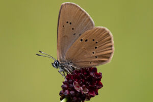 Eröffnung der Ausstellung zur Artenvielfalt