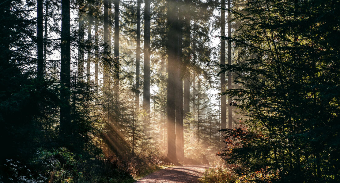 waldbaden