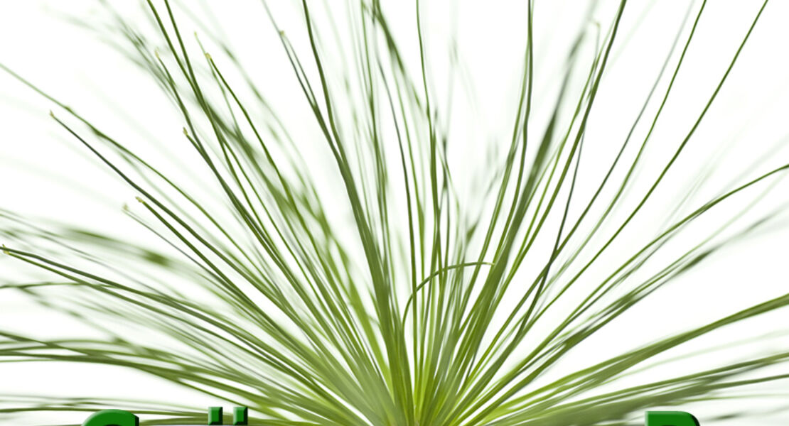 ws-faszination-grunzeug-b