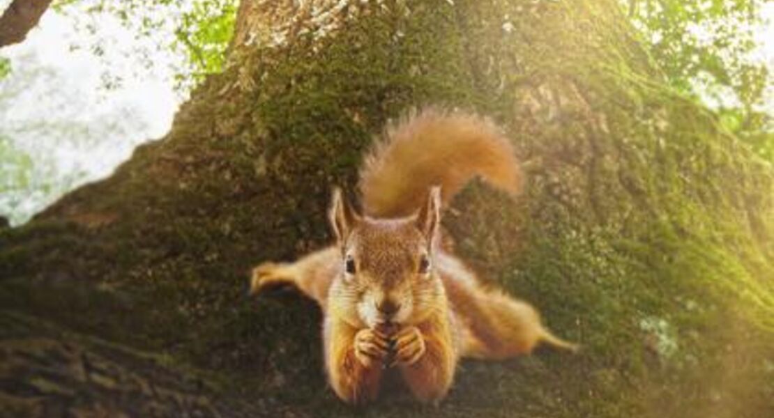 die-eiche-mein-zuhause