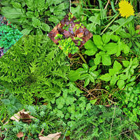 Wildpflanzen im Frühling