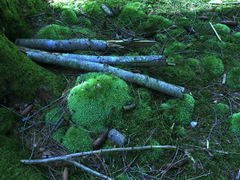 rauchern-in-den-raunachten