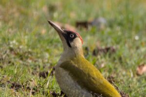 Ausstellung zur Artenvielfalt im Kurhaus