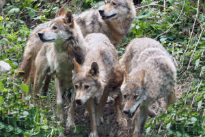 Nachts im Bärenpark