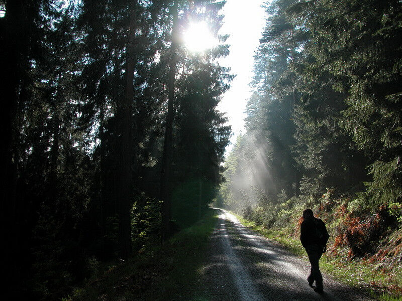 heidelbeerspaziergang