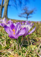 Führung zur Zavelsteiner Krokusblüte