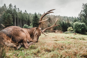 Rotwildfütterung im Sankenbachtal