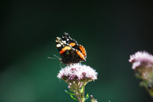 Vogelhäuschen, Nisthöhle, Wochenstube & Co.