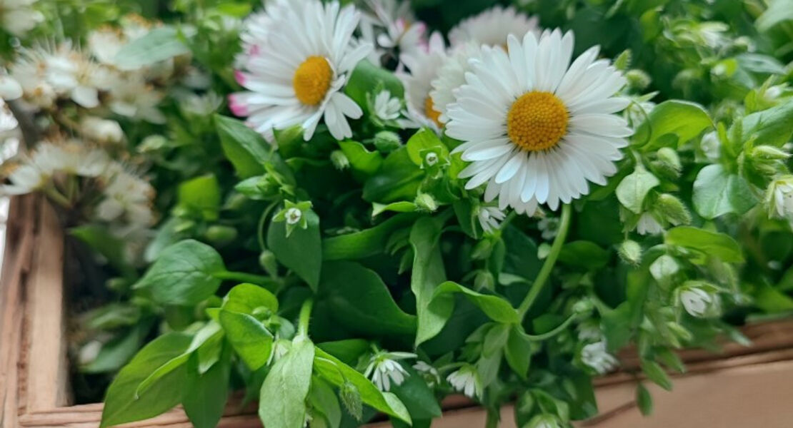 wilder-krauter-spaziergang-im-kurpark-mit-der-krauterfrau-heiderose-rentschler