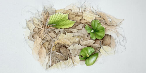 air-ausstellung-botanische-kunst