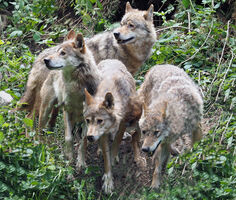 Nachts im Bärenpark