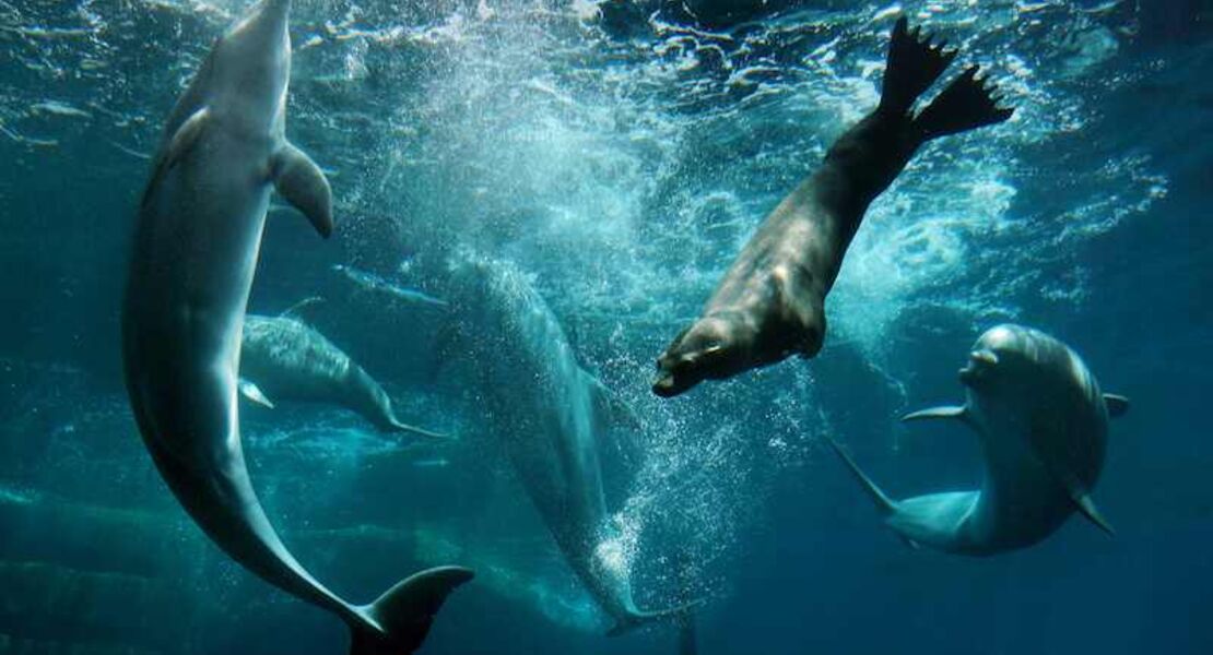 artenschutz-fur-die-zukunft-blauer-salon-delphinlagune-salon-berichte-aus-dem-garten-eden-mit-4-gange-menu-und-getranken