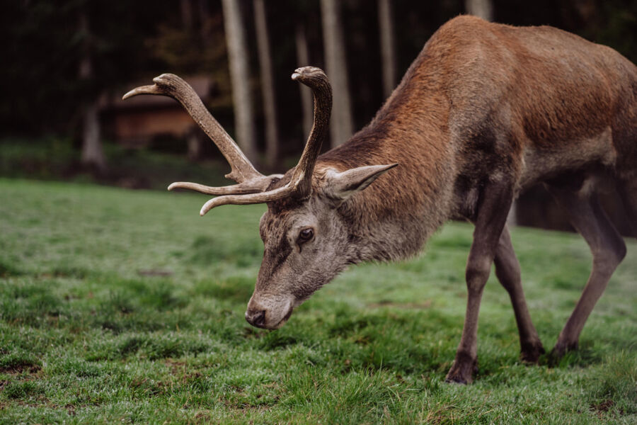tiere-zeichnen-lernen-wie-die-profis