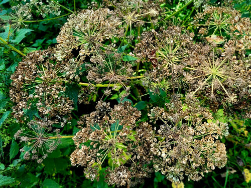 wildkrauterspaziergang-kraft-der-erde