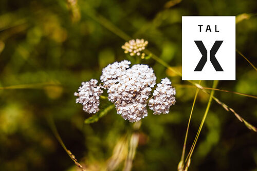 summer-vibes-im-tal-x