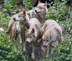 Nachts im Bärenpark