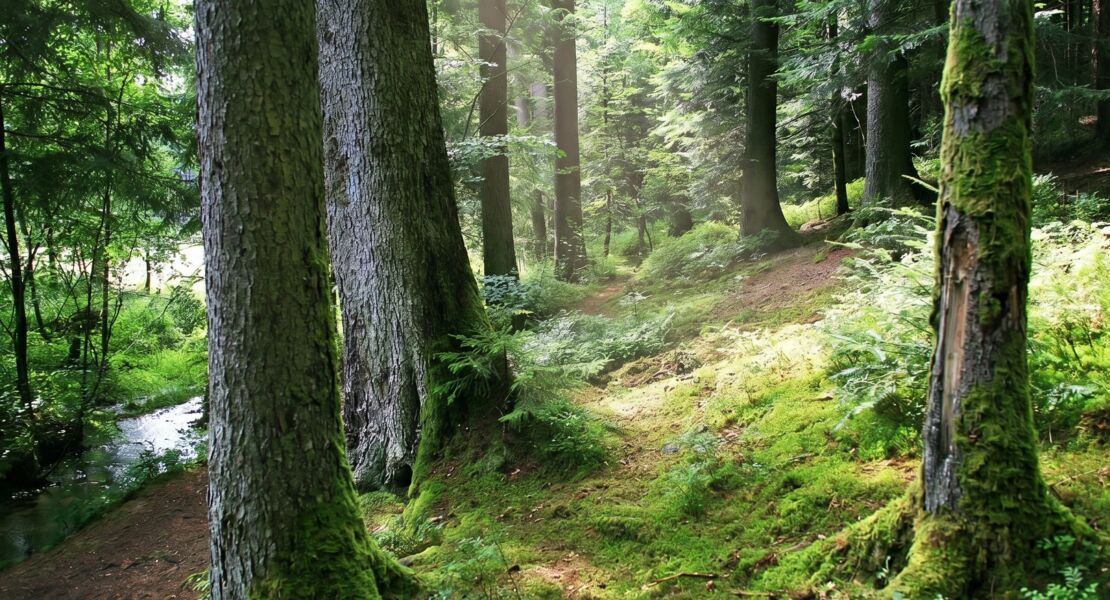 wellness-im-wald-mit-allen-sinnen
