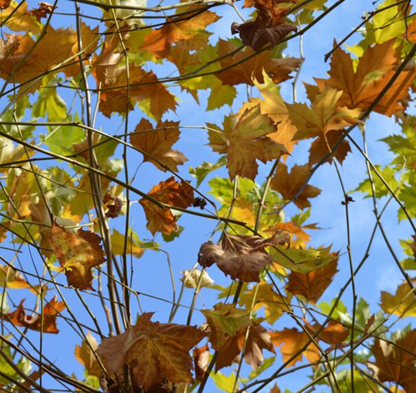 kathreinfest-i-trachtengruppe-bad-herrenalb