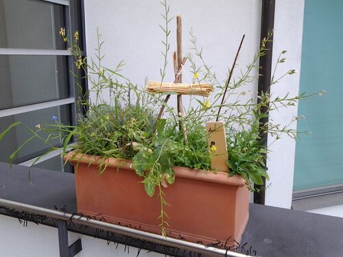woruber-freuen-sich-insekten-und-menschen