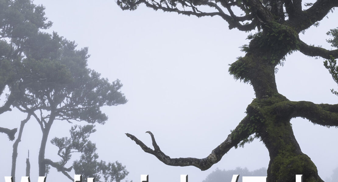 ws-weitwinkel-versus-tele