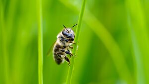 Pforzheims Grünes Gold: Wie helfe ich Insekten?