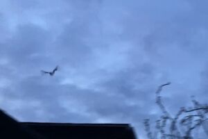 Fledermäuse finden Freunde – Mit dem Bat-Detektor auf Entdeckungsreise