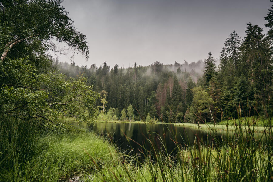 rangerfuhrung-zum-buhlbachsee